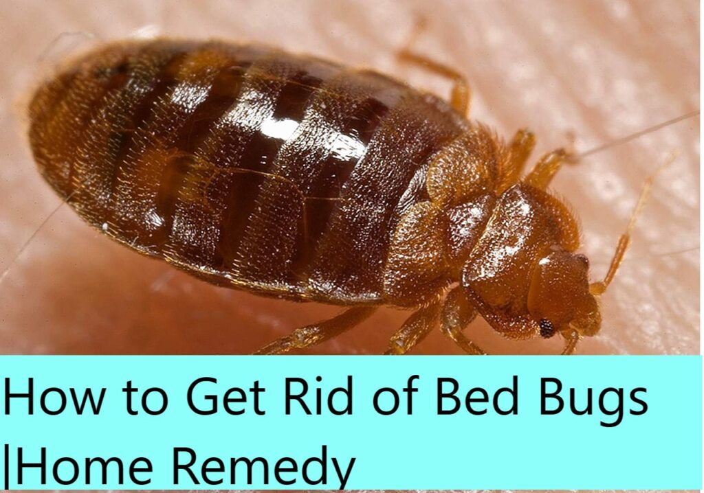 get rid of bed bugs