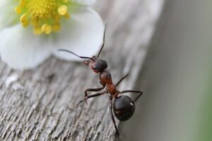 Ants in Kitchen. DIYHOMESKILL
