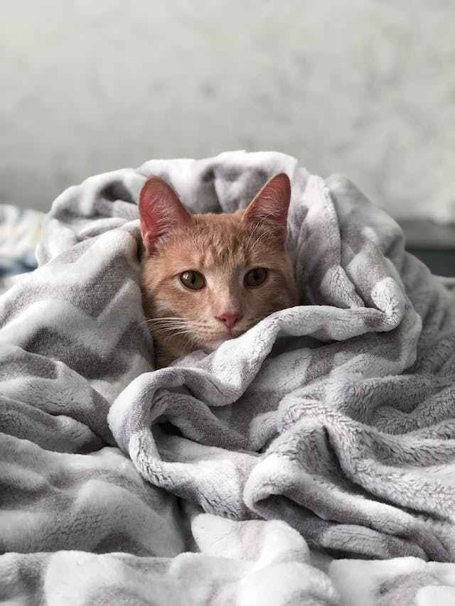 Towel to keep kitten warm